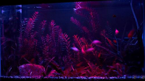 RGB Fish Tank, Aquarium, Fountain, Pond WATERPROOF LED Light KIT